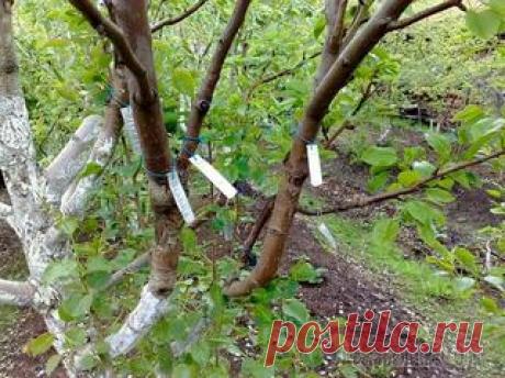 Прививка мостиком спасет поврежденное дерево