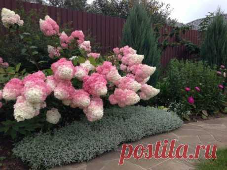 (24) Одноклассники