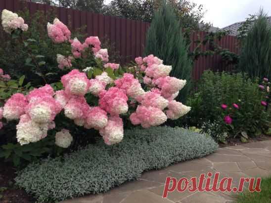 (24) Одноклассники