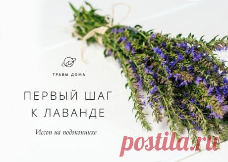 — Травы дома • Первый шаг к лаванде: иссоп на подоконнике —

Лаванду дома вырастить — дело сноровки, опыта и терпения 80 lvl. Тренировать их желательно на более лёгких травах. И тут пригодится иссоп. Его, кстати, зовут «северной лавандой» ↓

Или «синим зверобоем. Кому как. Хотя некоторые справочники уверены, что «иссоп» переводится с еврейского как «душистая священная трава».

Запах его схож с шалфеем и имбирем. Сильный, камфорный. Вкус пряно-горький, а нежные цветки украс...