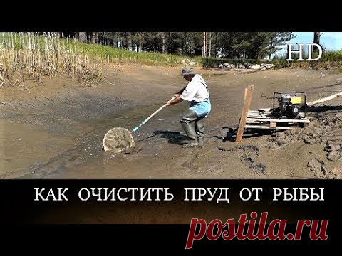 КАК ОТКАЧАТЬ ПРУД И ОЧИСТИТЬ ОТ ВСЕЙ РЫБЫ своими руками - YouTube