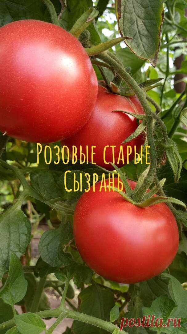 Знаменитые сызранские томаты. Выбираем лучшие сорта!