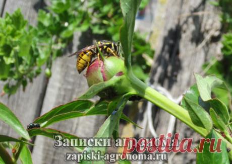 Пересадка пионов на другое место • zapiski-agronoma.ru
