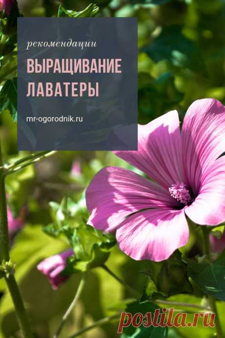Выращивание лаватеры из семян. Когда сажать на рассаду и в грунт