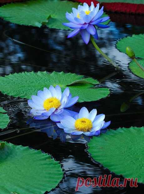 Water Lilies, Longwood Gardens ~ by radishhai, via Flickr
flickr от radishhai   |   Pinterest • Всемирный каталог идей