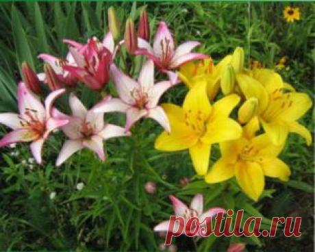 Уход за лилиями весной | ВО САДУ И В ОГОРОДЕ