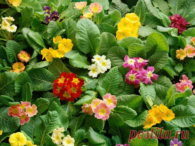 Немного о жизни и для жизни.: 7 ВОЛШЕБНЫХ СЕКРЕТОВ УХОДА ЗА ЦВЕТАМИ.