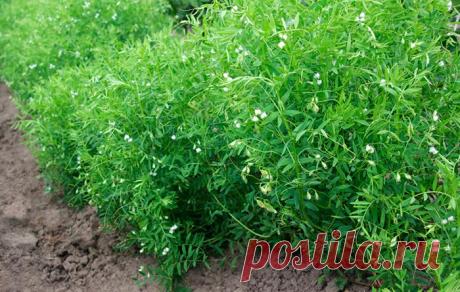 Чечевица выращивание — Ⴚα∂ ℨα୮০τ০Ᏸҡα