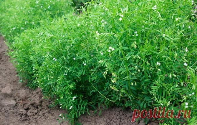 Чечевица выращивание — Ⴚα∂ ℨα୮০τ০Ᏸҡα