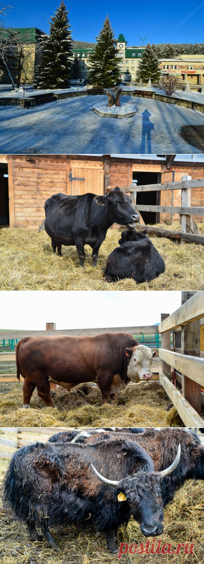 Давно пора! ''Парк ледникового периода'' откроют неподалеку от Белокурихи - 17 Декабря 2015 - Russia-Asia-Siberia