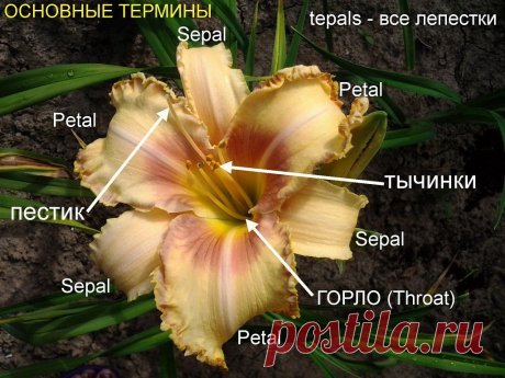 ЛИЛЕЙНИКИ | Самоцветик