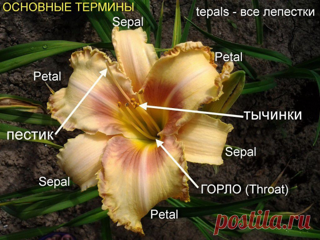 ЛИЛЕЙНИКИ | Самоцветик