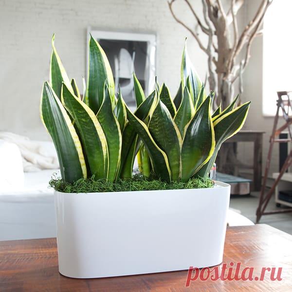 Цветок «Щучий хвост»: посадка и уход, размножение