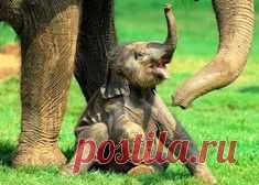 Как летают скаты. Потрясающее видео / Surfingbird - мы делаем интернет лучше