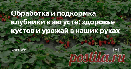 Обработка и подкормка клубники в августе: здоровье кустов и урожай в наших руках Не знаю, как вы, а я не представляю сад без клубники. Вкус и запах «своих» ягод никогда не сравнится с внешне идеальными ягодами в контейнерах на полках супермаркетов.
Урожай в следующем сезоне зависит от ухода за клубникой в текущем. И август — важное время в жизни клубничной плантации.
Кустики потратили питательные вещества на летнее плодоношение и сейчас остро нужда
