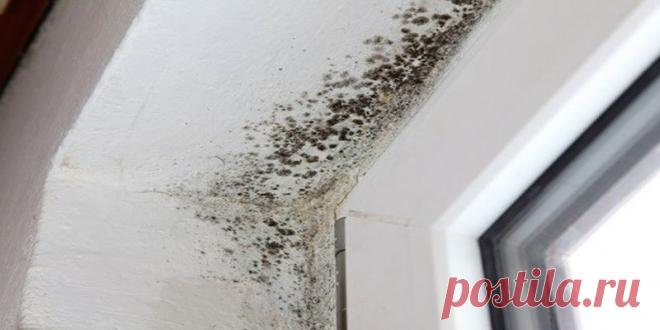 Навсегда избавилась от плесени, использовав эту чудесную смесь. Рекомендую всем… — В Курсе Жизни