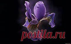 ирисы фото: 5 тыс изображений найдено в Яндекс.Картинках