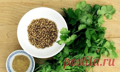 Лечебные свойства семян кориандра