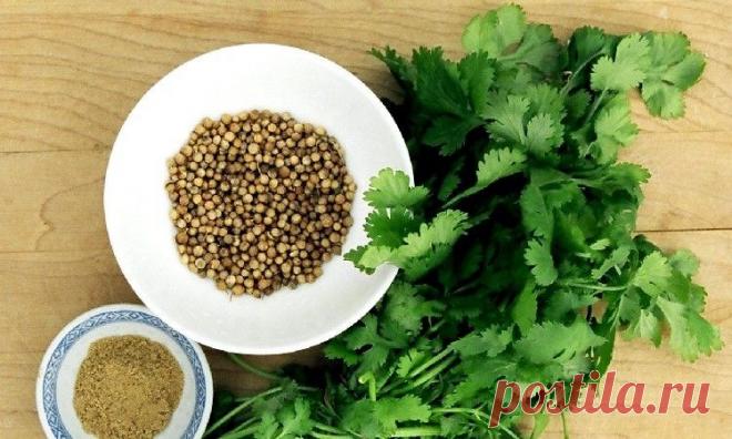 Лечебные свойства семян кориандра