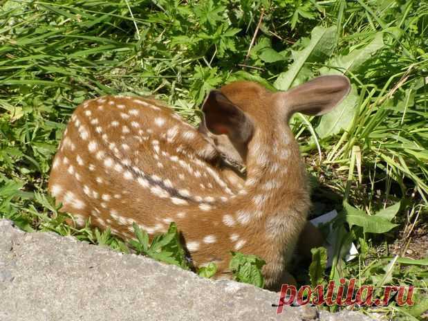 Бемби в Белокурихе