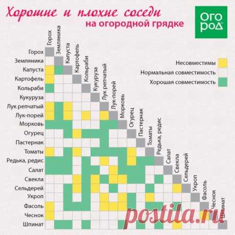 Соседство растений на огороде - Садоводка
