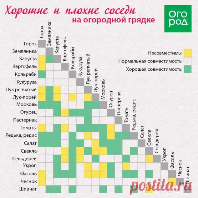 Соседство растений на огороде - Садоводка