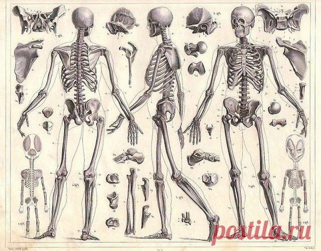 Болезни суставов — это заболевания лимфатической системы Если идут воспалительные заболевания суставов, то знайте, что в суставах нечему воспаляться. Сколиоз — это не состояние позвоночника, это состояние костей таза, как фундамента, а он должен быть ровным...