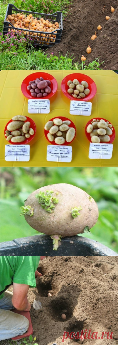 Благоприятные дни для посадки картофеля по лунному календарю