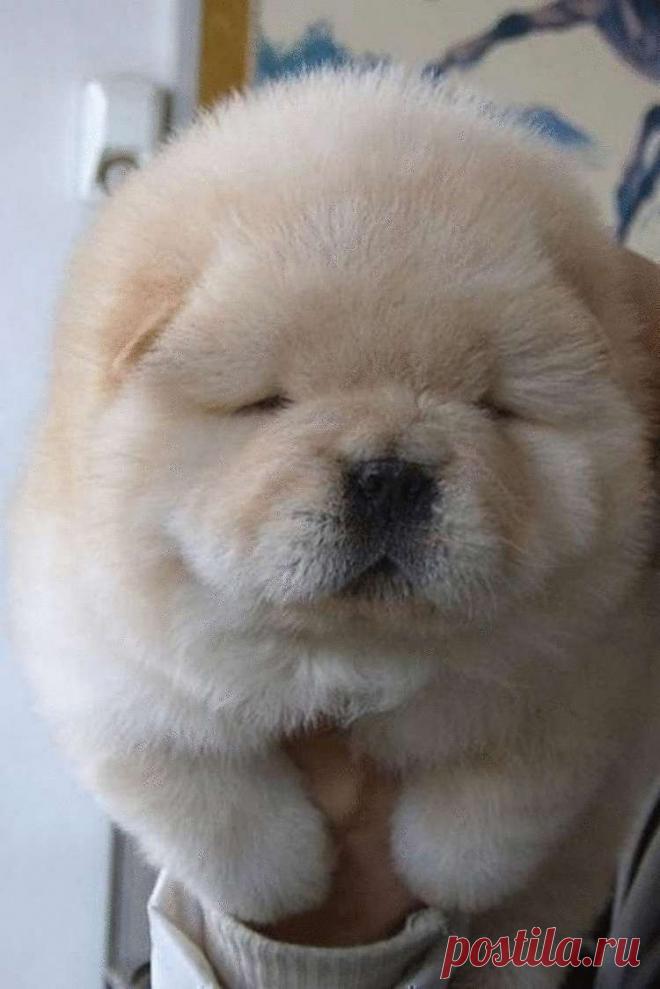 Пост собачей зашкаливающей мимимишности • Сияние Жизни