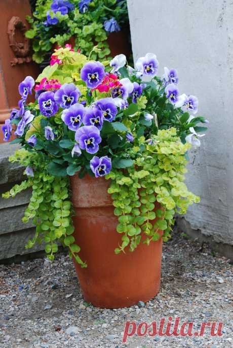 ЦВЕТОЧНЫЕ КОНТЕЙНЕРНЫЕ САДЫ | Самоцветик