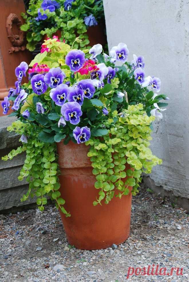 ЦВЕТОЧНЫЕ КОНТЕЙНЕРНЫЕ САДЫ | Самоцветик