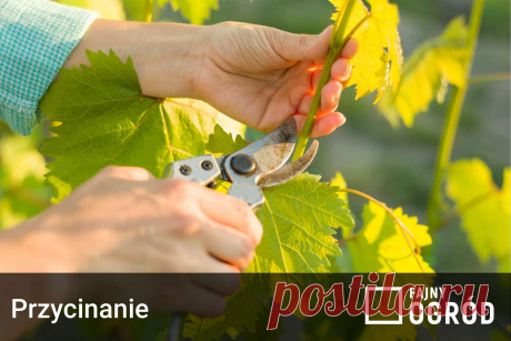 Przycinanie winogron krok po kroku - jak i kiedy prawidłowo ciąć winogrona? Przycinanie winogron to zabieg pielęgnacyjny, który jest niezbędny dla właściwego i obfitego owocowania winorośli. Sprawdź, jak i kiedy przeprowadzić cięcie winogrona w ogrodzie.