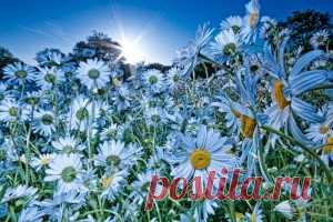Ромашки - обои на рабочий стол. Обои для андроид бесплатно.
