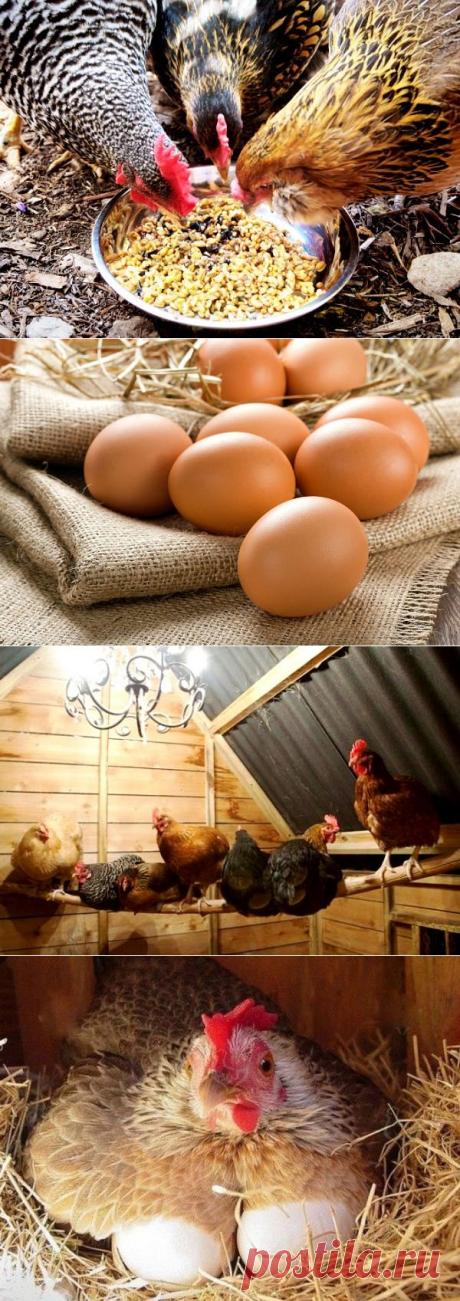 (1) Одноклассники