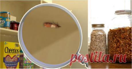 Вот чего не переносит пищевая моль! Наконец избавилась от этой крылатой напасти.. - Животик ОК! Пищевая моль — чрезвычайно вредное насекомое, которые может завестись даже на самой чистой кухне и нанести весомый ущерб продуктам. Заметив летающих бабочек в квартире, действуй незамедлительно! Кстати, пищевая моль гораздо крупнее платяной и крылышки у нее темнее. Важно их различать эти виды. Как избавиться от пищевой моли Если обнаружены мотыльки, то и гусеницы имеются. Осталось лишь …