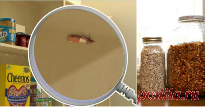 Вот чего не переносит пищевая моль! Наконец избавилась от этой крылатой напасти.. - Животик ОК! Пищевая моль — чрезвычайно вредное насекомое, которые может завестись даже на самой чистой кухне и нанести весомый ущерб продуктам. Заметив летающих бабочек в квартире, действуй незамедлительно! Кстати, пищевая моль гораздо крупнее платяной и крылышки у нее темнее. Важно их различать эти виды. Как избавиться от пищевой моли Если обнаружены мотыльки, то и гусеницы имеются. Осталось лишь …