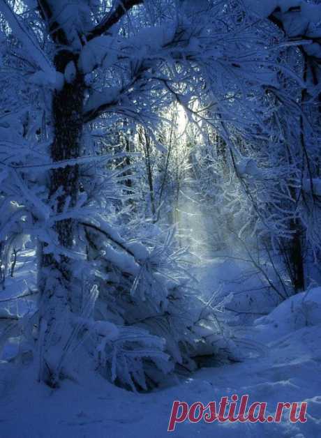 Life Is Beautiful — artemesia-violette: snow blue forest. Visit...