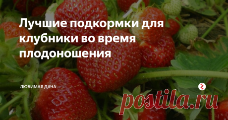 Лучшие подкормки для клубники во время плодоношения Клубника сейчас в самом разгаре плодоношения и ее необходимо подкормить, чтоб она и дальше хорошо цвела и радовала сочными, крупными плодами. Многие из нас не знают или просто ленятся подкармливать клубнику, а так же землянику в момент плодоношения. Её нужно подкармливать, так как в этот момент она берет из почвы много питательных веществ, и если этого не сделать, то будет мало последующих завязей