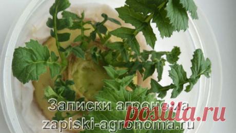 В статье рассказывается о том, как вырастить зелень дайкона из плода. И какое блюдо можно приготовить из ботвы дайкона. В статье есть пошаговые фото выращивания зелени, и отличное видео как приготовить японское блюдо из зелени.