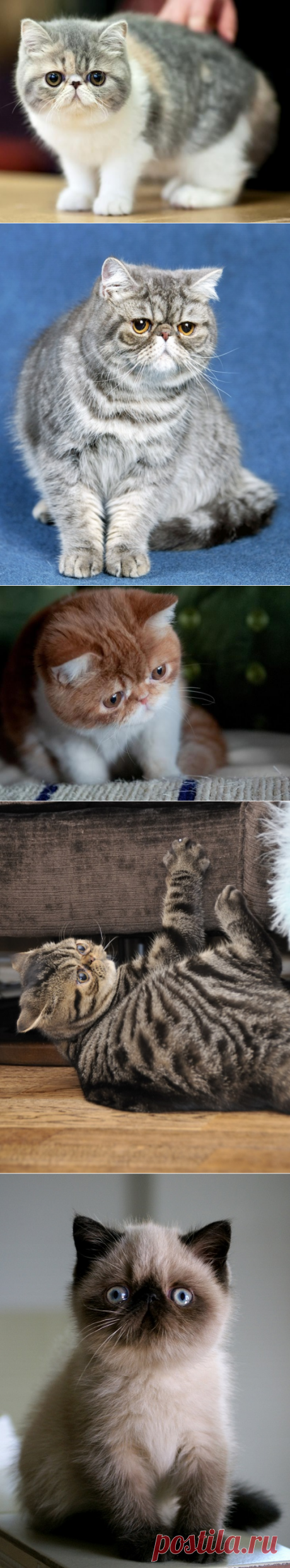 Экзотическая короткошерстная кошка
