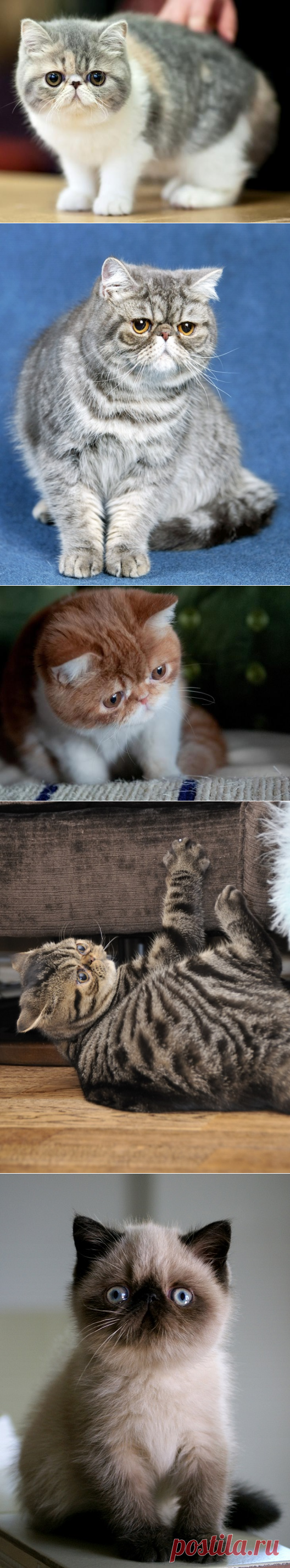 Экзотическая короткошерстная кошка