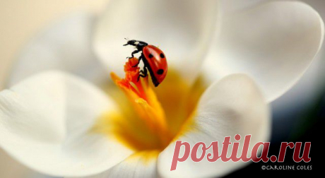 БОЖЬЯ КОРОВКА