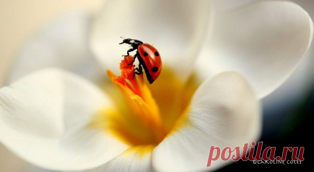 БОЖЬЯ КОРОВКА