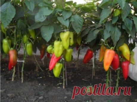 Вот что нужно делать, чтобы перцы не подкачали и дали огромный урожай.
1. Выращивать перцы нужно только через рассаду и в теплице, только так растения будут крепкие и здоровые.
2. Чтобы рассада развивалась мощной, надо удалять у нее все листья ниже развилки стебля.
3. В возрасте 2 месяцев рассаду нужно пересадить в теплицу. Кустики следует перевалить из стаканчиков вместе с комом земли и обязательно проследить, чтобы корневая шейка не была заглублена в почву, иначе растение захиреет.
4. Чтоб