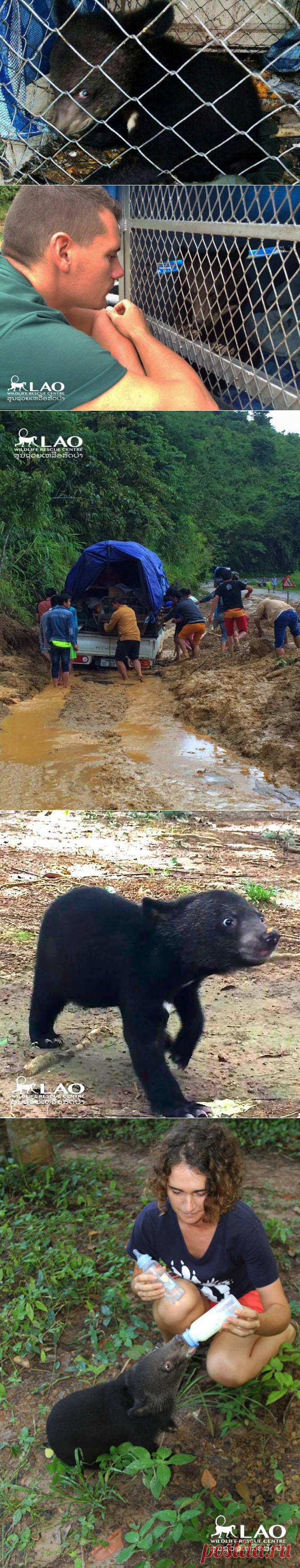 Спасенный медвежонок не может поверить, что обрел дом
Забрав Сэмми, сотрудники Центра предполагали за один день вернуться с ним домой. Вместо этого их путешествие затянулось на четыре дня: они пробирались сквозь тайфун и потоп, везя с собой медвежонка в клетке.