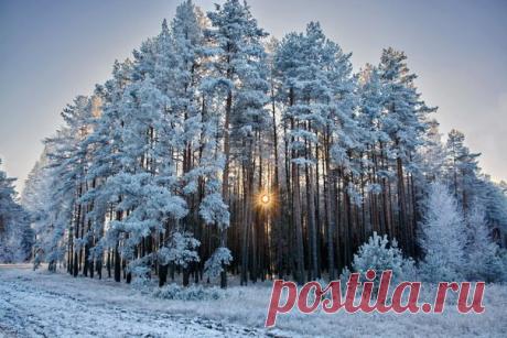 Зима для природы – время отдыха! Деревья, одетые в сверкающие алмазами белые шубки, создают ощущение нереальности мира....