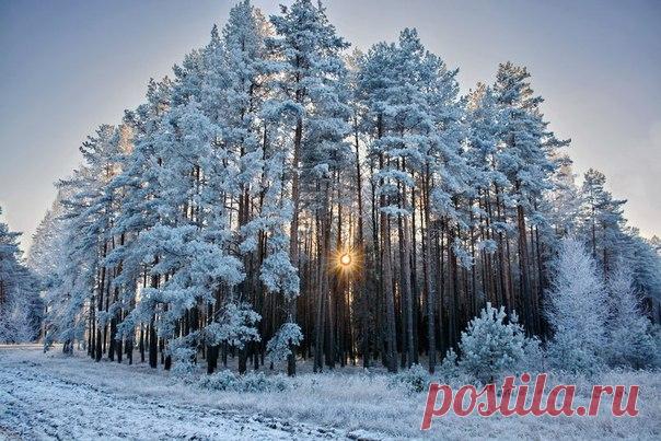 Зима для природы – время отдыха! Деревья, одетые в сверкающие алмазами белые шубки, создают ощущение нереальности мира....
