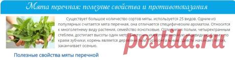 Мята перечная: полезные свойства и противопоказания