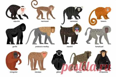 13 Different Types of Monkeys from Around the World – Nayturr