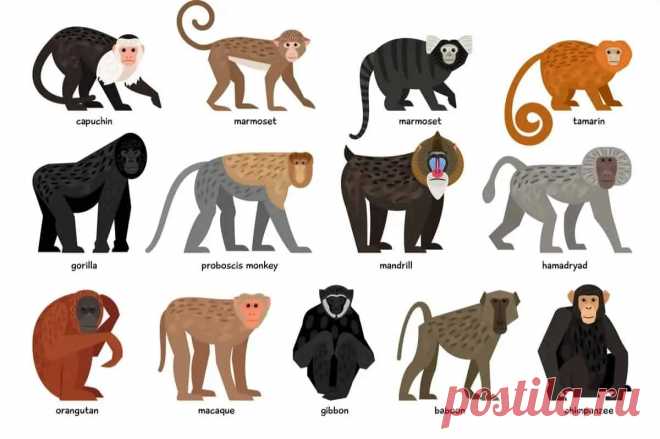13 Different Types of Monkeys from Around the World – Nayturr